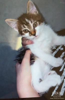 Котенок маруся