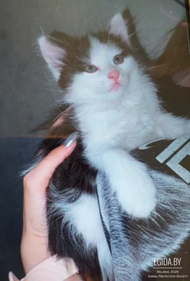 Котонок максик