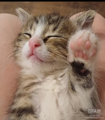 Котята 1 месяц в дар