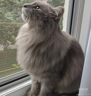 Найден котик