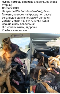 Немецкой овчарки щенки