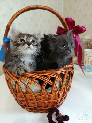 Красивая малышка Тигра