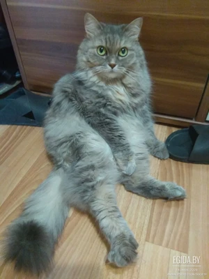 Кошка персидская шиншилла