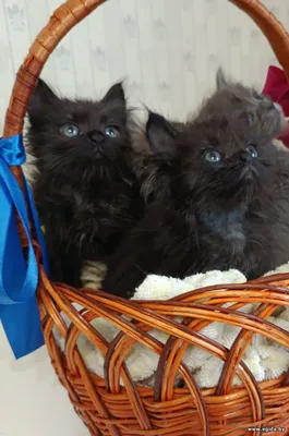 Ласковые и милейшие котята Уголек и Кузя, 2 месяца