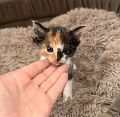 Котенок Печенька
