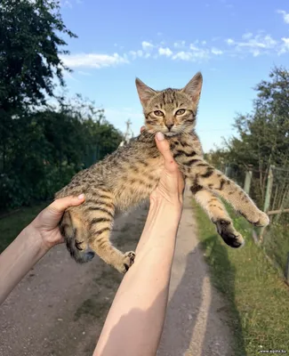 Милейший котенок ищет любящий Дом!