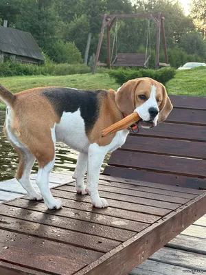 Срочно! Пропал Бигль Патрик