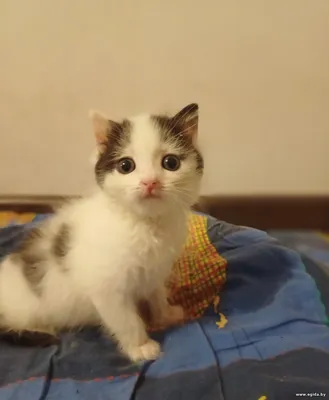 Котёнок