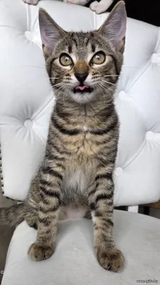 Котенок тигренок Леся в ваши тёплые объятия!