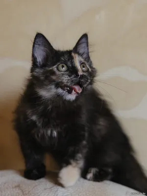 Кошечка  3 мес ищет дом!