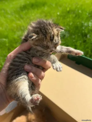 Найдены котята, еще слепые