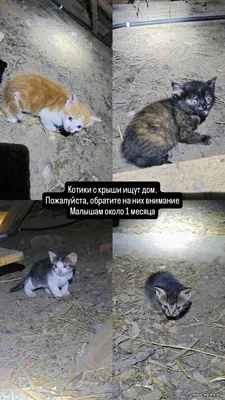 Котята с крыши ищут дом