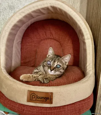 Котенок девочка 3 мес., мегаласковая