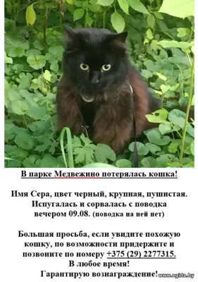Потерялась кошка в парке Медвежино