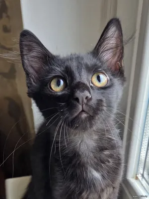 Котянок а-ля мейнкун покорит ваше сердце!