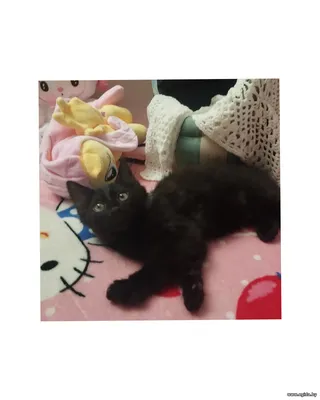 Кошечка- котенок в дар!