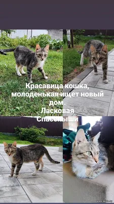 Кошачья семья ищет дом и любовь