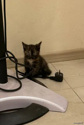 Котёнок в дар