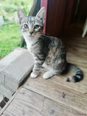Кошечка Лея