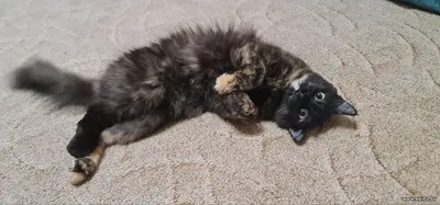 Кошечка Люся ищет дом