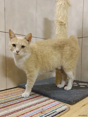 Рыжая, ласковая кошечка Соня, в поисках любящей семьи