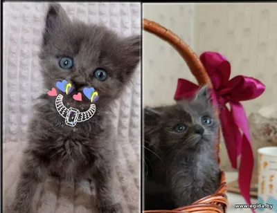 Пепельно-дымчатый котенок Оскар, 2 месяца