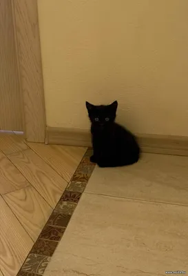 Котёнок в дар