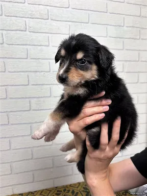 Клара ищет дом