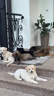 Очень ласковые щенки в дар