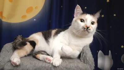 Кошка Чуча