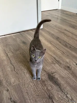 Найдена кошка
