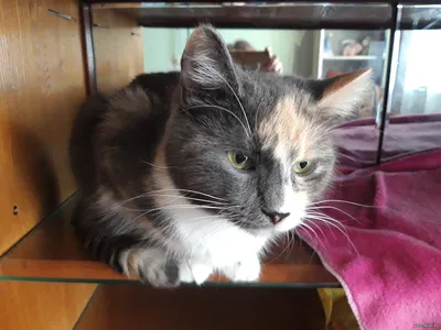 Кошка Шпуля