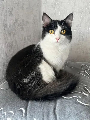 Кошка в добрые руки!