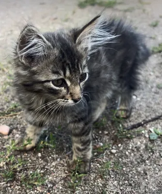 Маленький котенок пушистик ищет Дом!