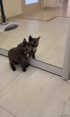 Котята в дар
