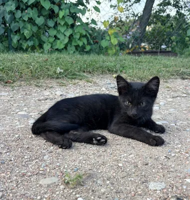 Милейший котенок ищет любящий Дом!