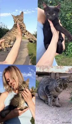 Красивые котята и мама кошка срочно ищут дом!