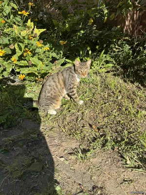 Ищет дом которебенок! Котенок в дар! СОС!
