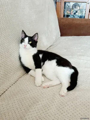 Котик Амур - в дар.