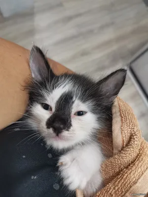 Ласковый котенок найденыш в поисках семьи