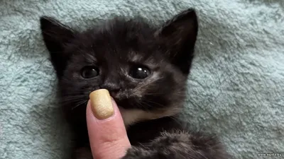 Два чудесных котенка в добрые руки