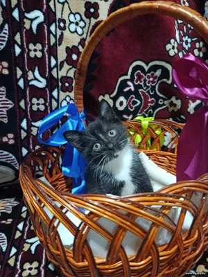 Котенок, мальчик, 1 месяц и 3 недели