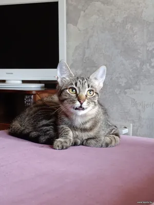 Котёнок - девочка в дар.