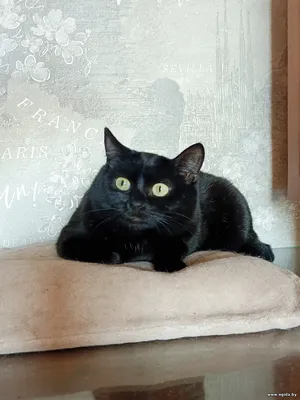 Кошечка Клякса ищет дом.