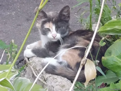 Элегантные кошечки ищут дом  🏡 🏡 🏡