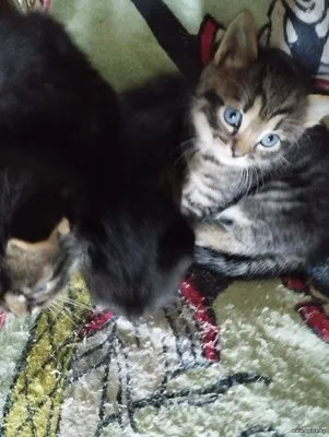 Кормящей кошке и котятам нужна передержка, дом и помощь!