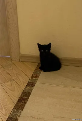 Котёнок в дар