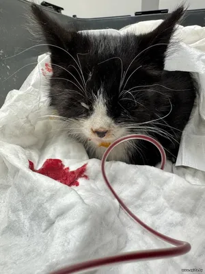 Нам нужна помощь (кот кошка котёнок котята)