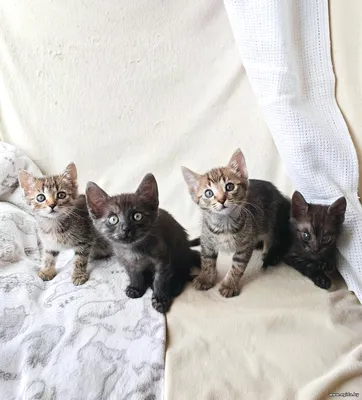 Очень красивые и умные Котята ищут дом и заботливых хозяев! 🤗