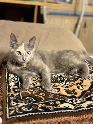 Котенок девочка редкого окраса, 3 мес.